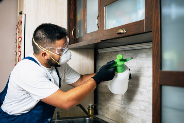 Best Wasp Removal Services  in Oswego, IL