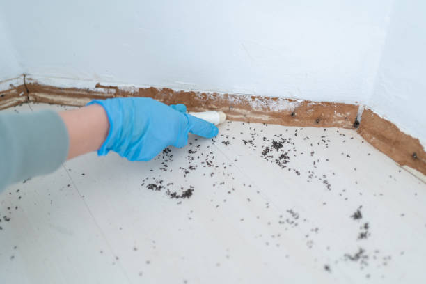 Best Flea Control Services  in Oswego, IL